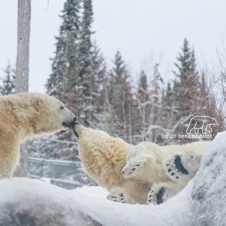 Two polar bears playing in snow. 