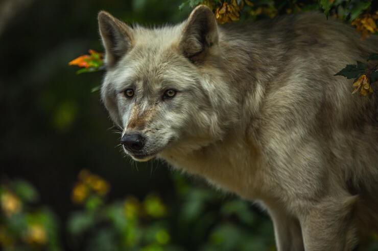 Close up image of a wolf