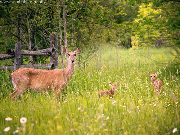 Doe and two spotted fawns in a grassy meadow. 