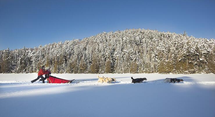 Dogsledding on a lake with snowy trees in background.