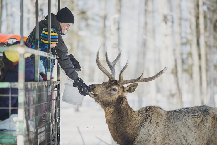 People feeding elk