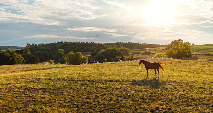 Horse running through a beautiful field. 