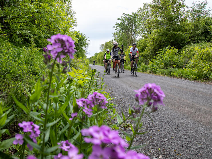 Group of cyclists riding on a gravel country road, purple flowers in foreground.