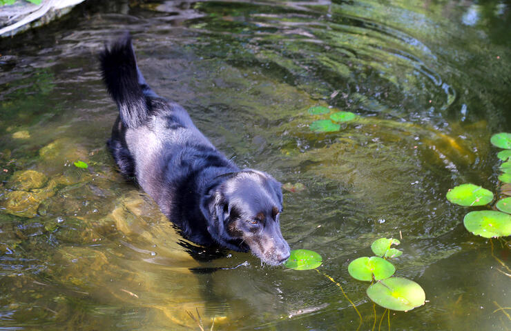 Black lab walking in a shallow part of lake