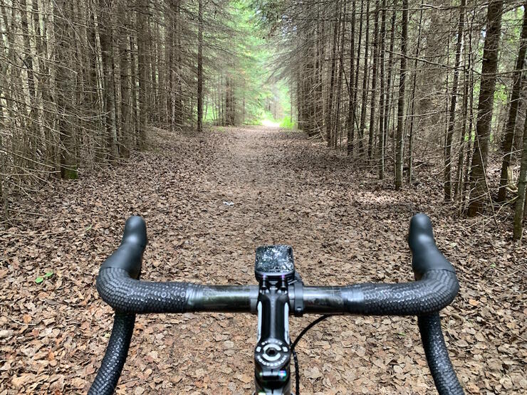 Handle bars of a bike and view of long pathway lined with tall trees.