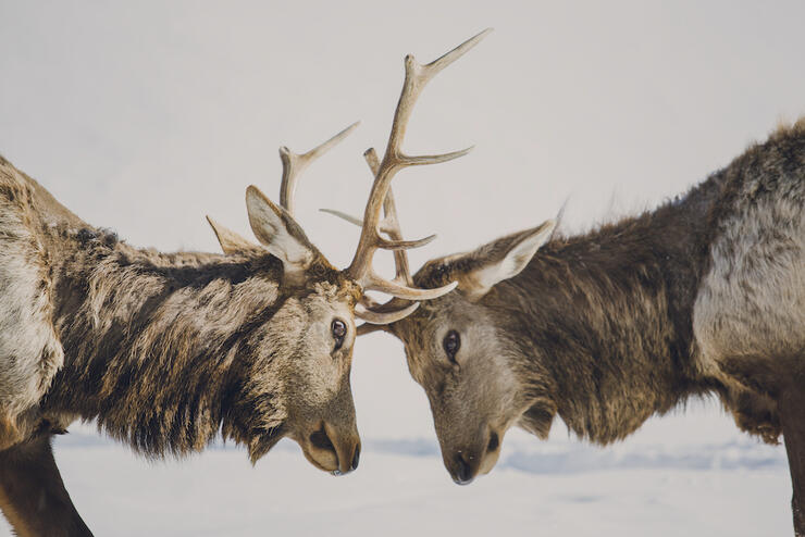 Pair of elk locking antlers.