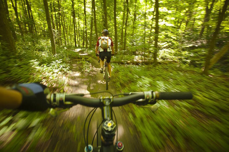 two mountain bikers riding on a forest trail.