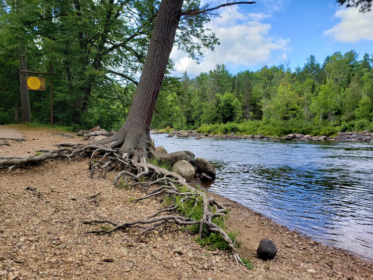 Pine tree with gnarly roots along a river. 