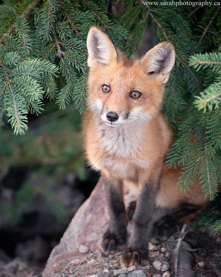 Red fox sitting on a rock.