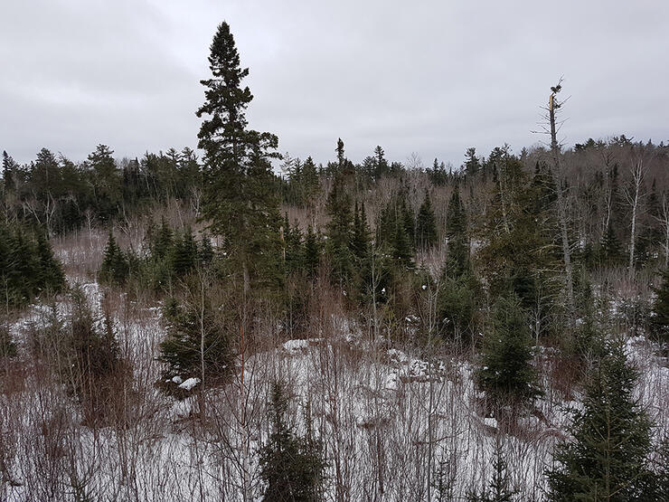 View From the Tree Stand