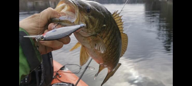 This Is How To Catch Spooky Bait When Kayak Fishing Using A Cast Net