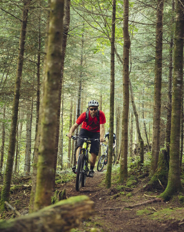 Mountain bikers ripping through a forest trail. 