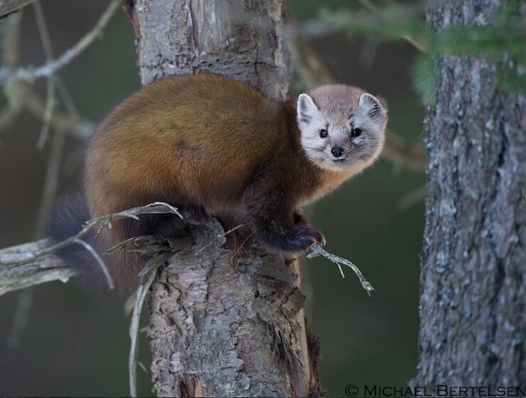 Pine marten perched on a branch.