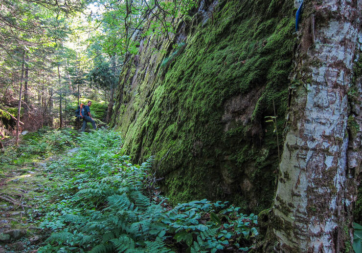Hiker on a narrow trail in green forest