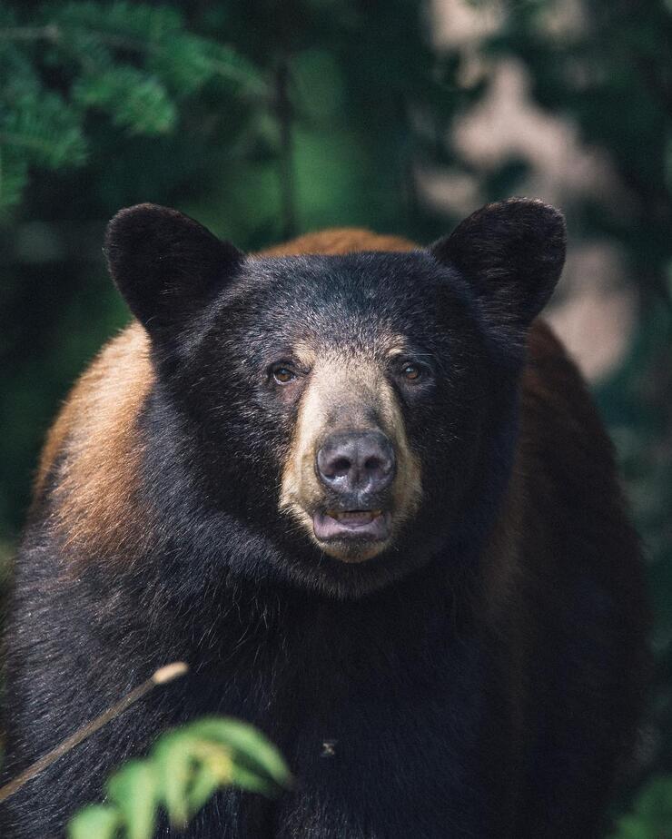 Front view of a black bear. 