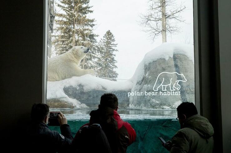 Kids looking through glass at a polar bear. 