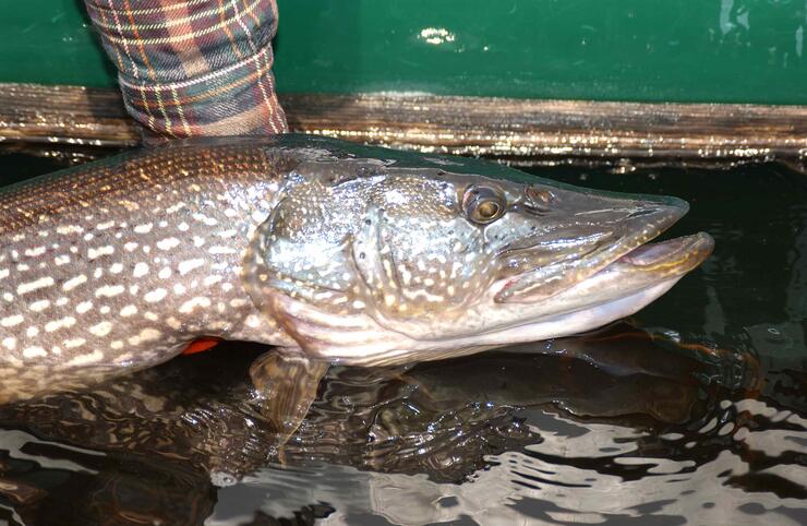 Fishing Northern Pike, The Fishing Magazine, by Danny P