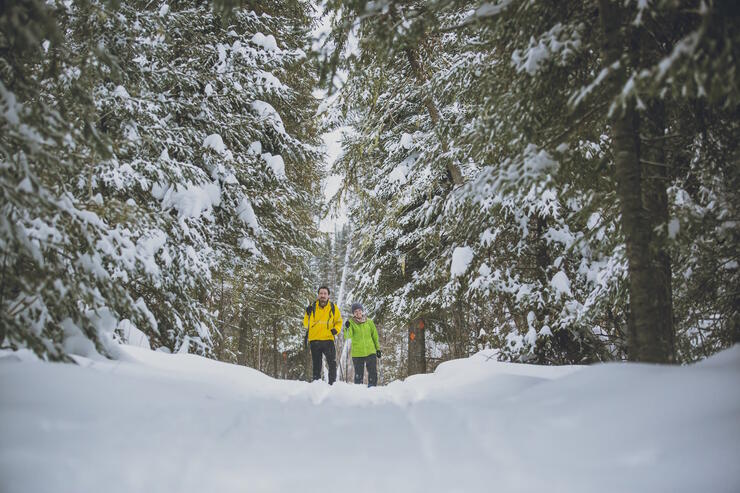 Two people cross-country skiing in a snow-covered forest. 