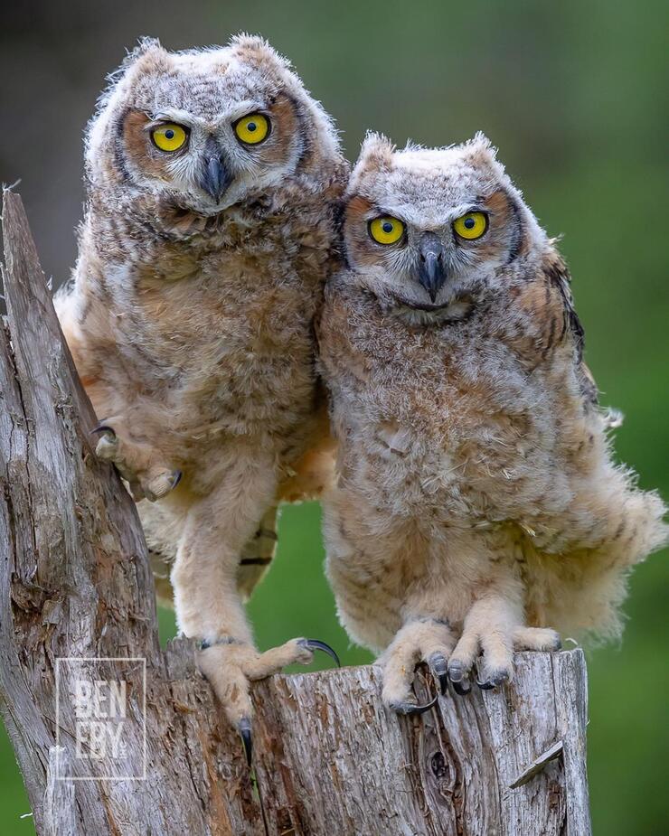 Two owlets sitting on a wooden post.