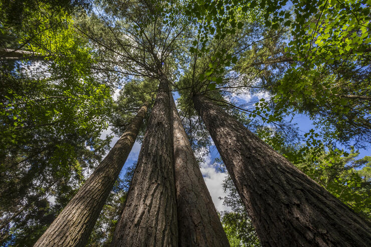 Looking up from bottom of old-growth pine trees. 