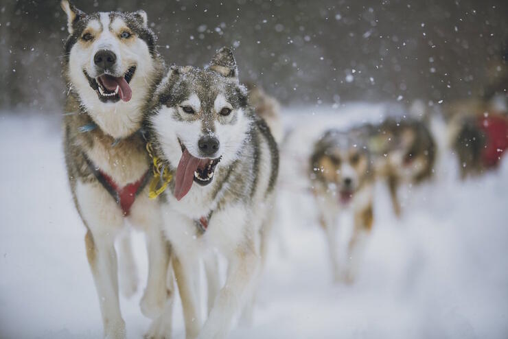Close up of a team of sled dogs pulling a sled.