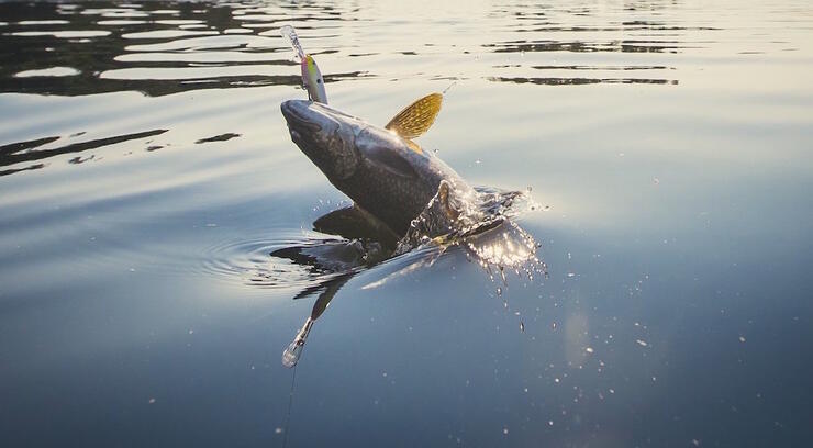 Fish on a hook being pulled from water