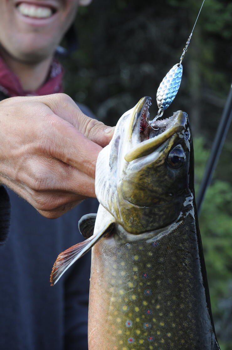 A brook trout with lure in mouth.