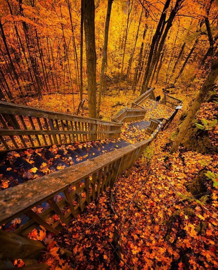 Wooden stairway down to a platform in a colourful autumn forest. 