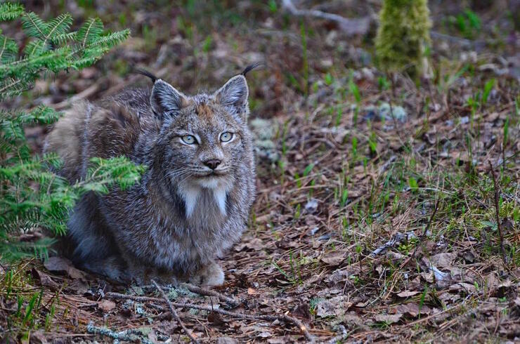 Canadian lynx couched on leafy trail. 