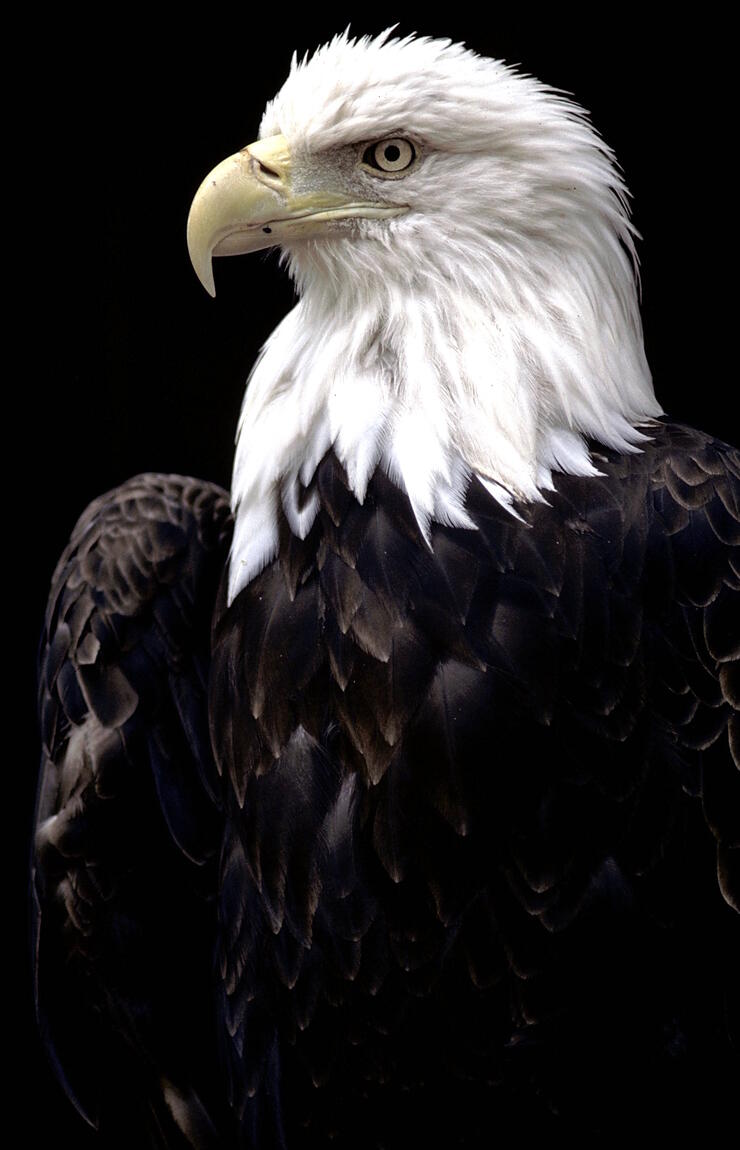 Close up image of a bald eagle. 