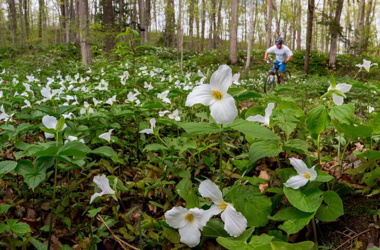 Mountain biker riding on trail surrounded by lots of white trilliums