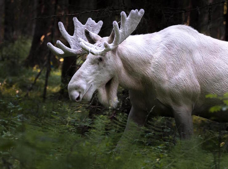A white moose. 