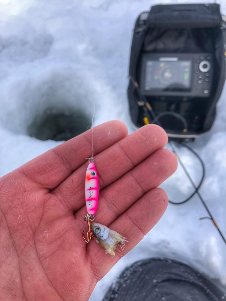 A%20Buck Shot%20Spoon%20tipped%20with%20a%20minnow%20head%20is%20my%20all time%20favourite%20bait.jpg Ice Fishing Tips for Walleye