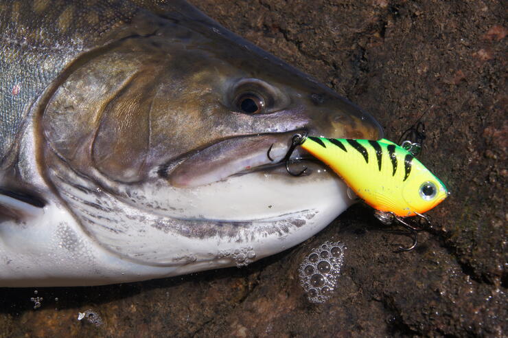 Lipless Rattle Baits for Brookies | Northern Ontario Travel