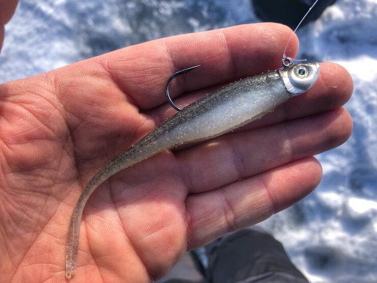 Lake Trout Jigging Techniques Ice Fishing 