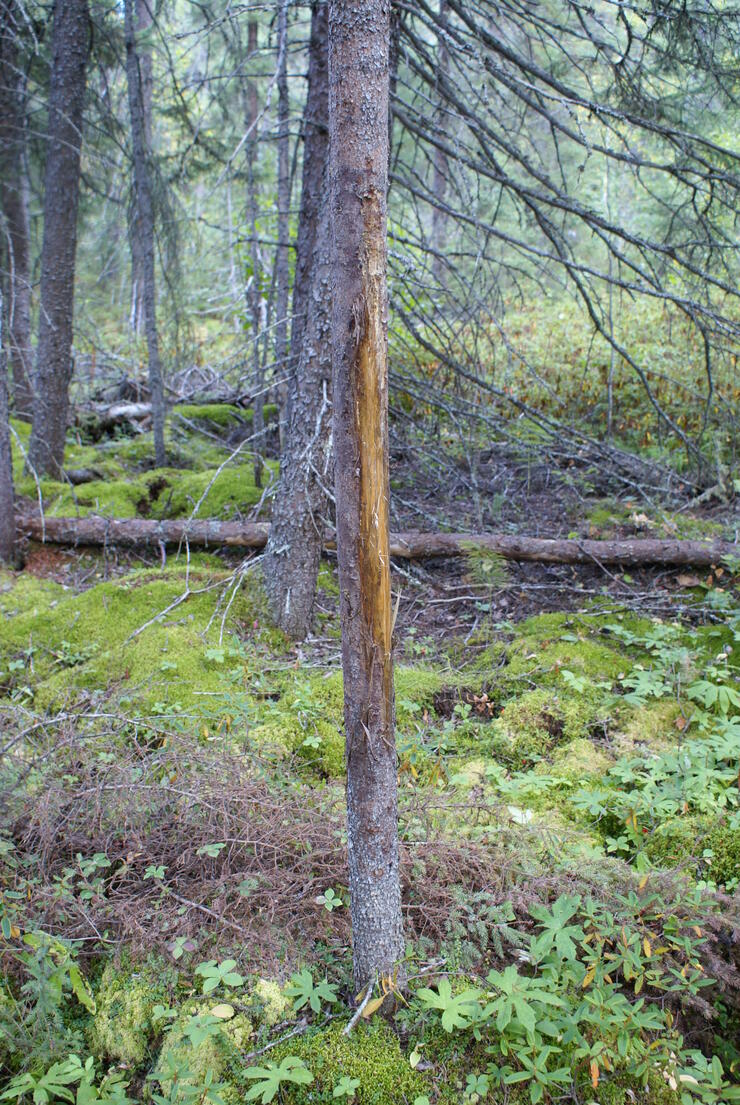 tree in the woods