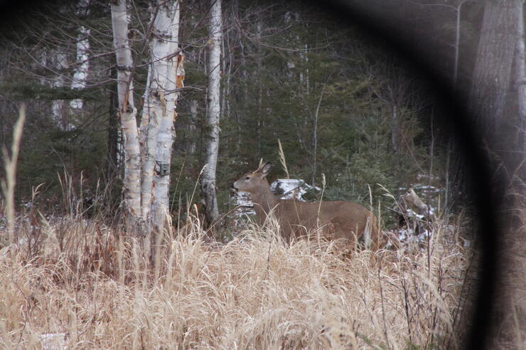 deer seen from ground blind