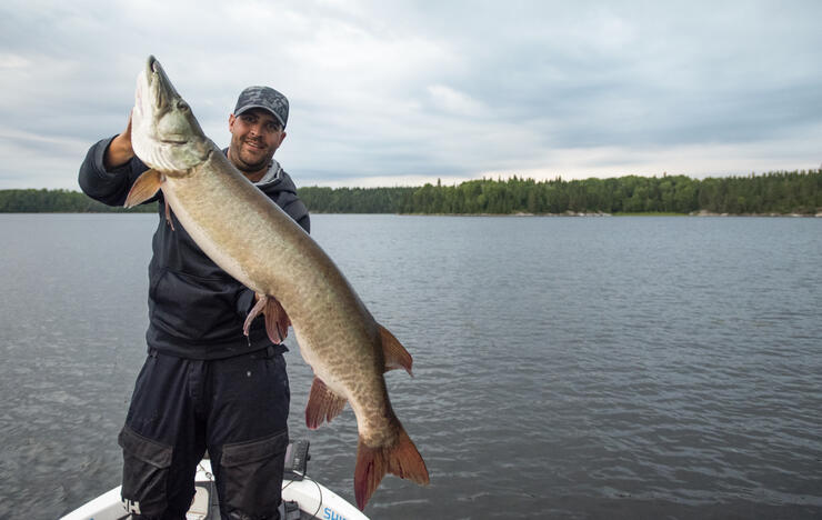 The muskies most likely to hit a fly? You might be surprised