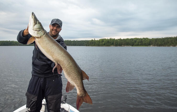 Fishing for Northern, but my boat mate reeled in this Muskie. Fish