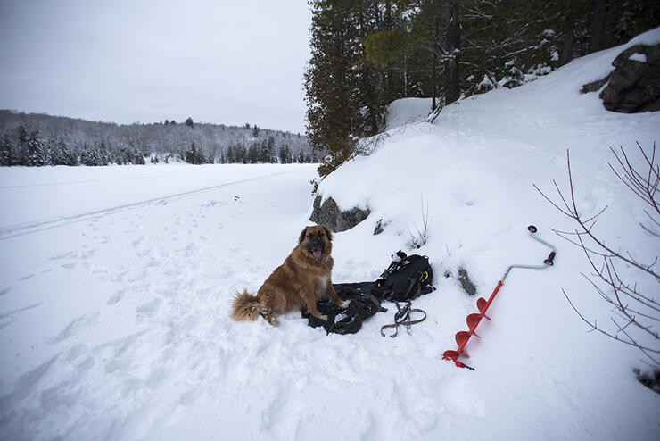 ice-fishin-dog-1