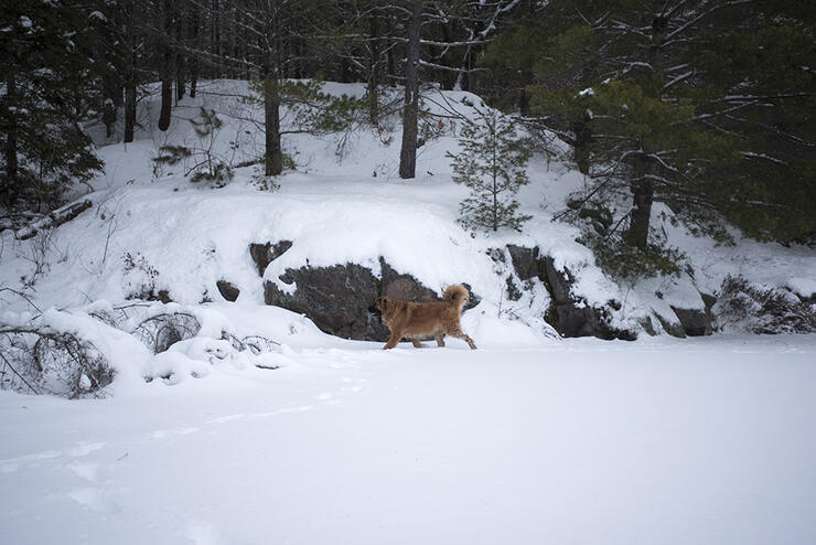 ice-fishin-dog-4