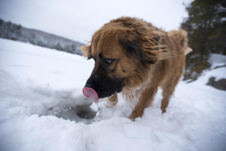 ice-fishin-dog-5