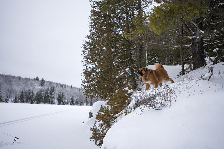 ice-fishin-dog-2