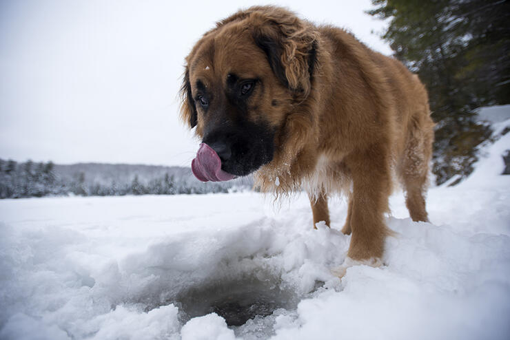 Take Your Dog On An Ice Fishing Adventure — Sportsman's Pride