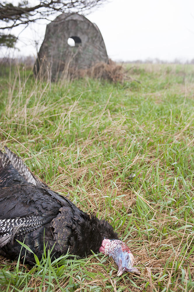 ground blind hunting turkey