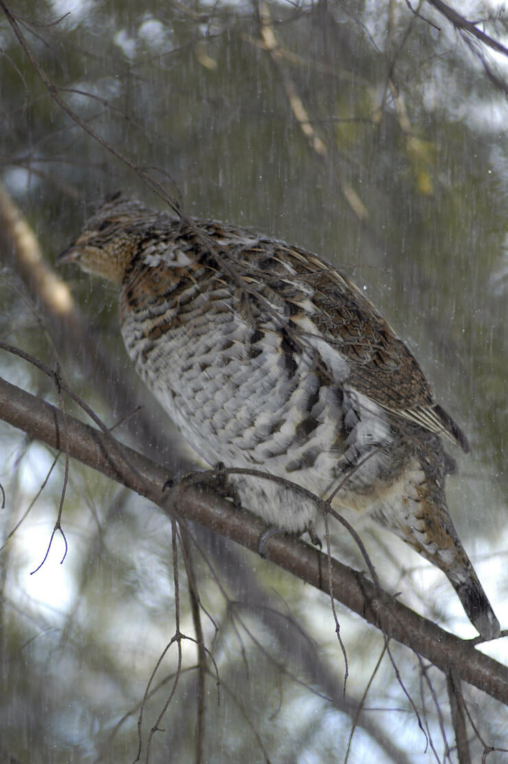 grouse hunting