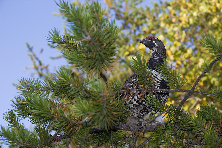 Smedley-Achery-Grouse-4