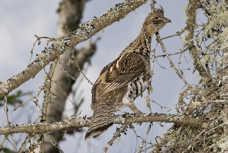 Smedley-Achery-Grouse-3