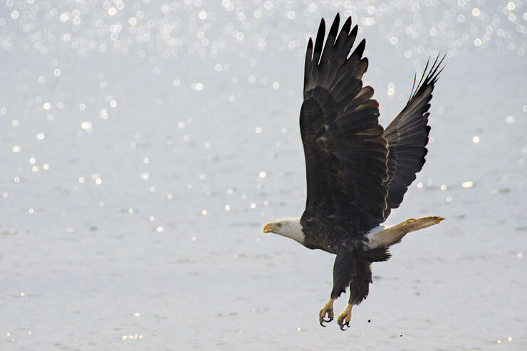 Bald Eagle in Northeastern Ontario's Manitoulin Island