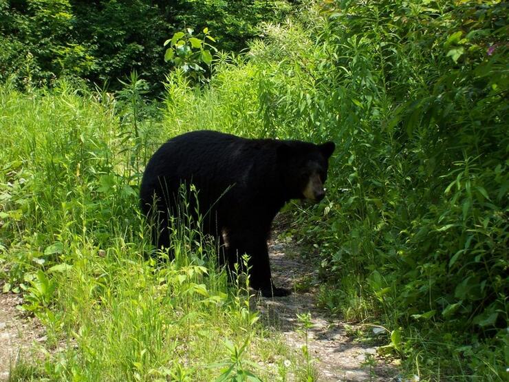 TIL that although we are warned to be most afraid of a mother bear and her  cubs, nearly 90% of fatal bear attacks are at the paws of lone male bears. :